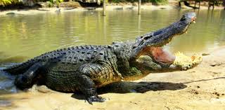 alligators 9